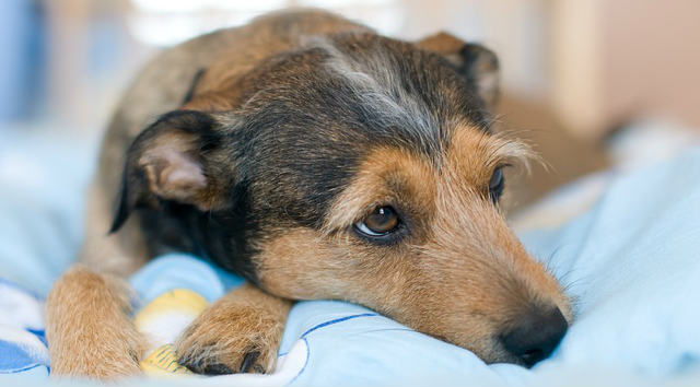 A dog resting on a baby blue blanket