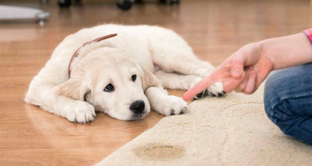 A golden retriever puppy is lying on a wooden floor and is being scolded by someone for peeing on an indoor carpet