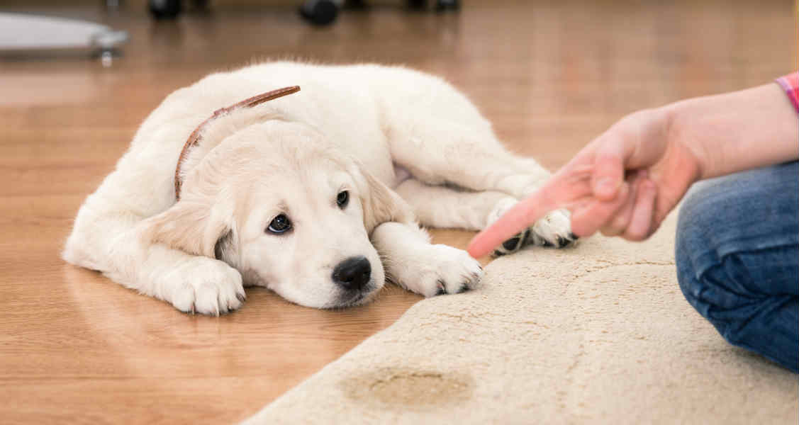 Common Causes of Urinary and Fecal Incontinence in Dogs