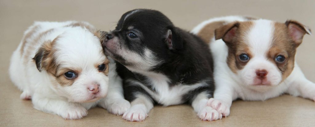 Chihuahua puppies laying on the floor after receiving their shots