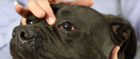 A veterinarian pointing to a dog's cherry eye