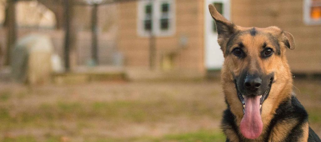 A German Shepherd dog sitting upright outside with its tongue sticking out