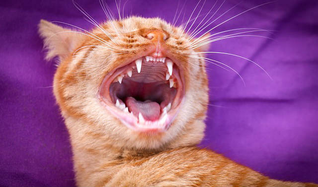 An orange Tabby cat with their mouth wide open exposing their tongue and teeth