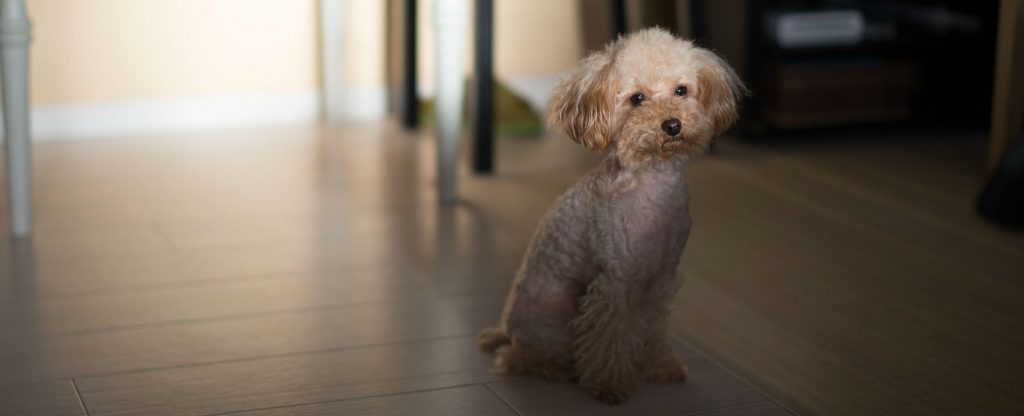 A Toy Poodle sitting upright on the floor after being given a rabies vaccine