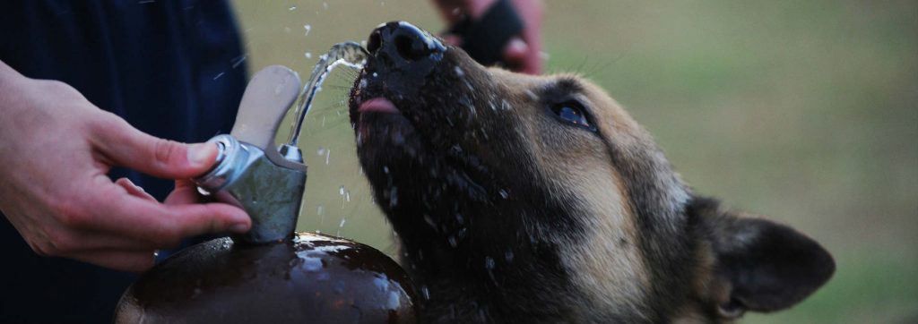 A dog drinking water out of a fountain that is on prednisone