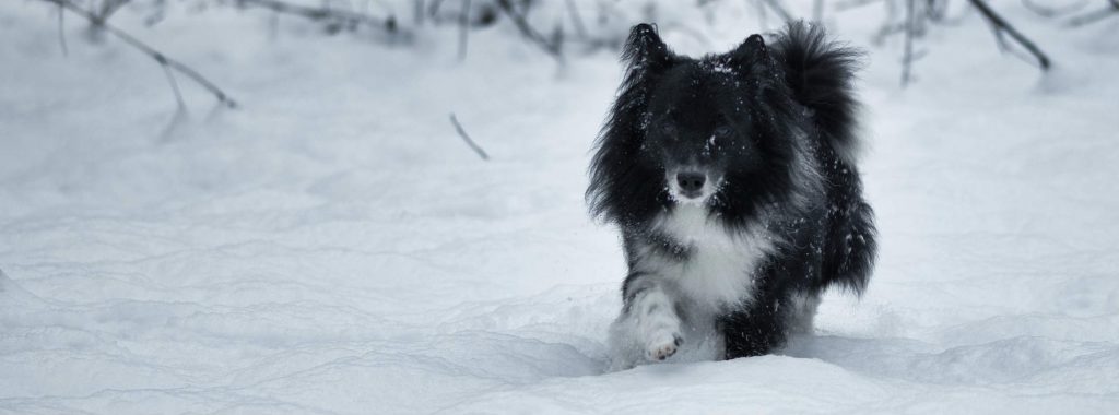 A dog running in the snow after it's been treated for arthritis
