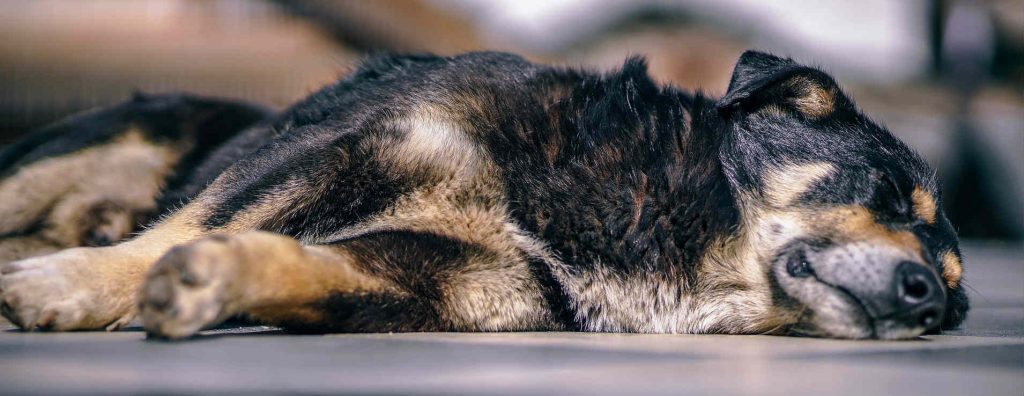 A dog laying on the floor sleeping after having a seizure