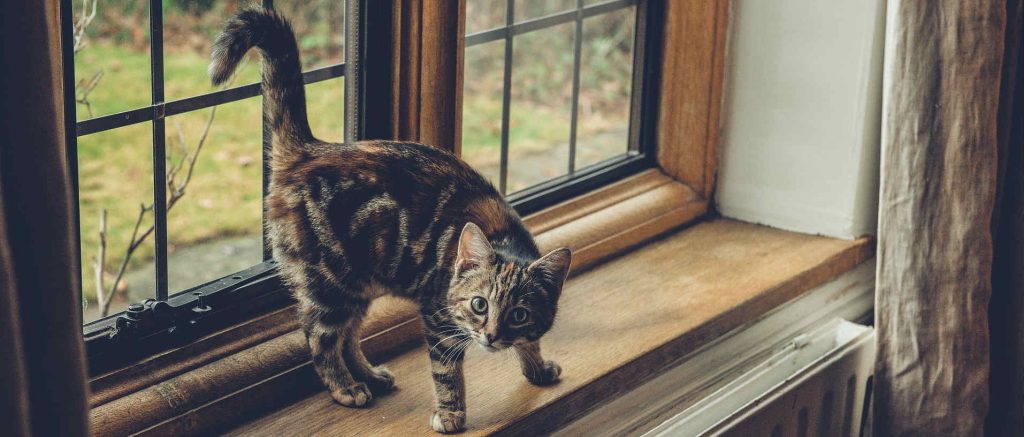 An unneutered male cat spraying the window