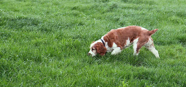A Welsh Springer Spaniel sniffing walking and sniffing grass