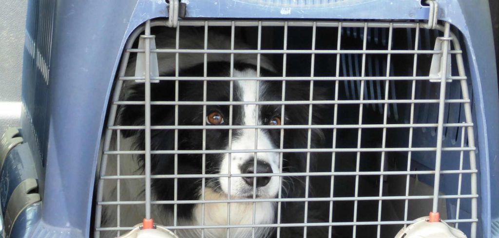 A dog sitting in a carrier at a boarding facility