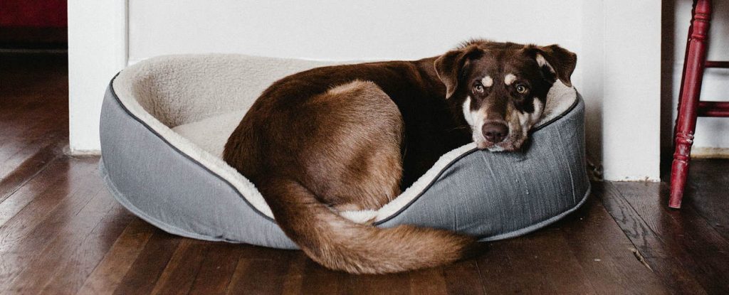 A dog with incontinence sitting in its dog bed