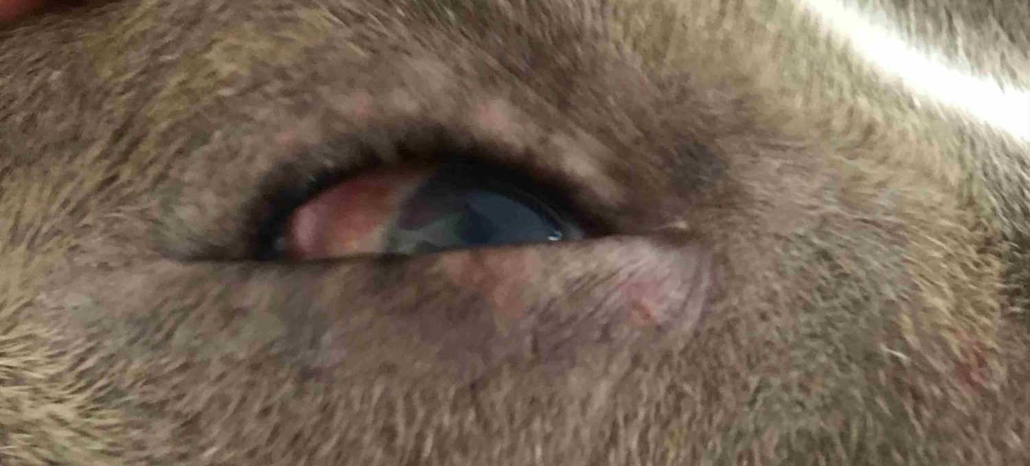 What causes pink eye in dogs?