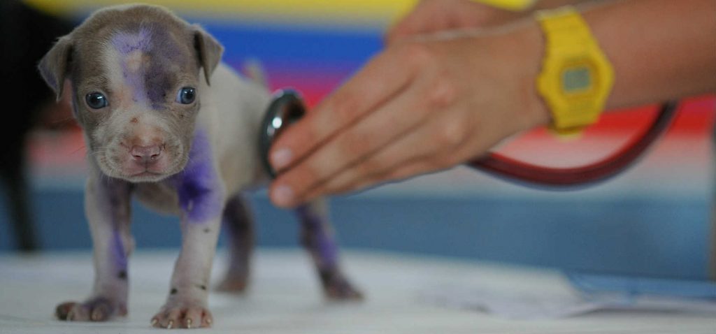 A veterinarian checking a puppies heart rate before administering a vaccine