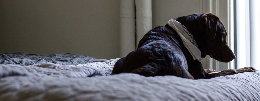 A chocolate Labrador Retriever sitting on a bed looking out a window