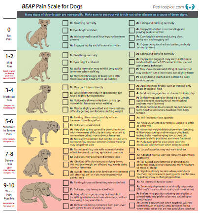 BEAP Pain Scale for Dogs