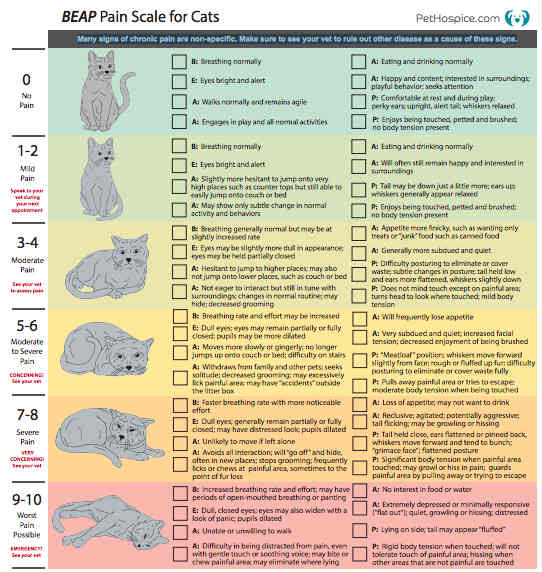 A BEAP pain scale for cats