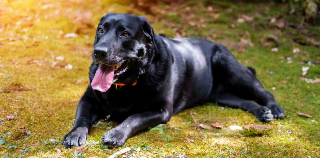 A Black Labrador Retriever sitting on the ground panting with its tongue sticking out