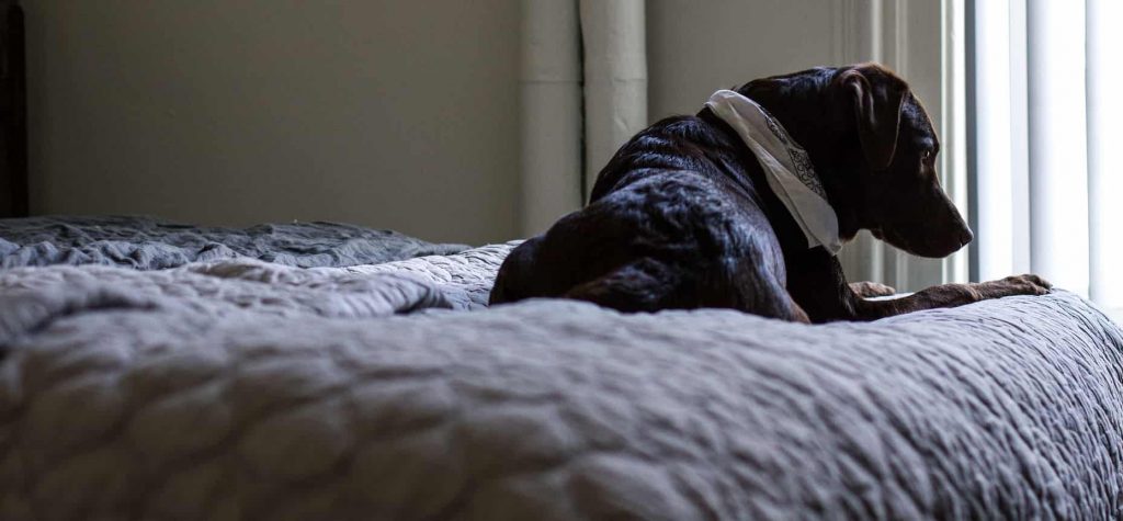 A demure looking brown Labrador Retriever sitting on top of a bed