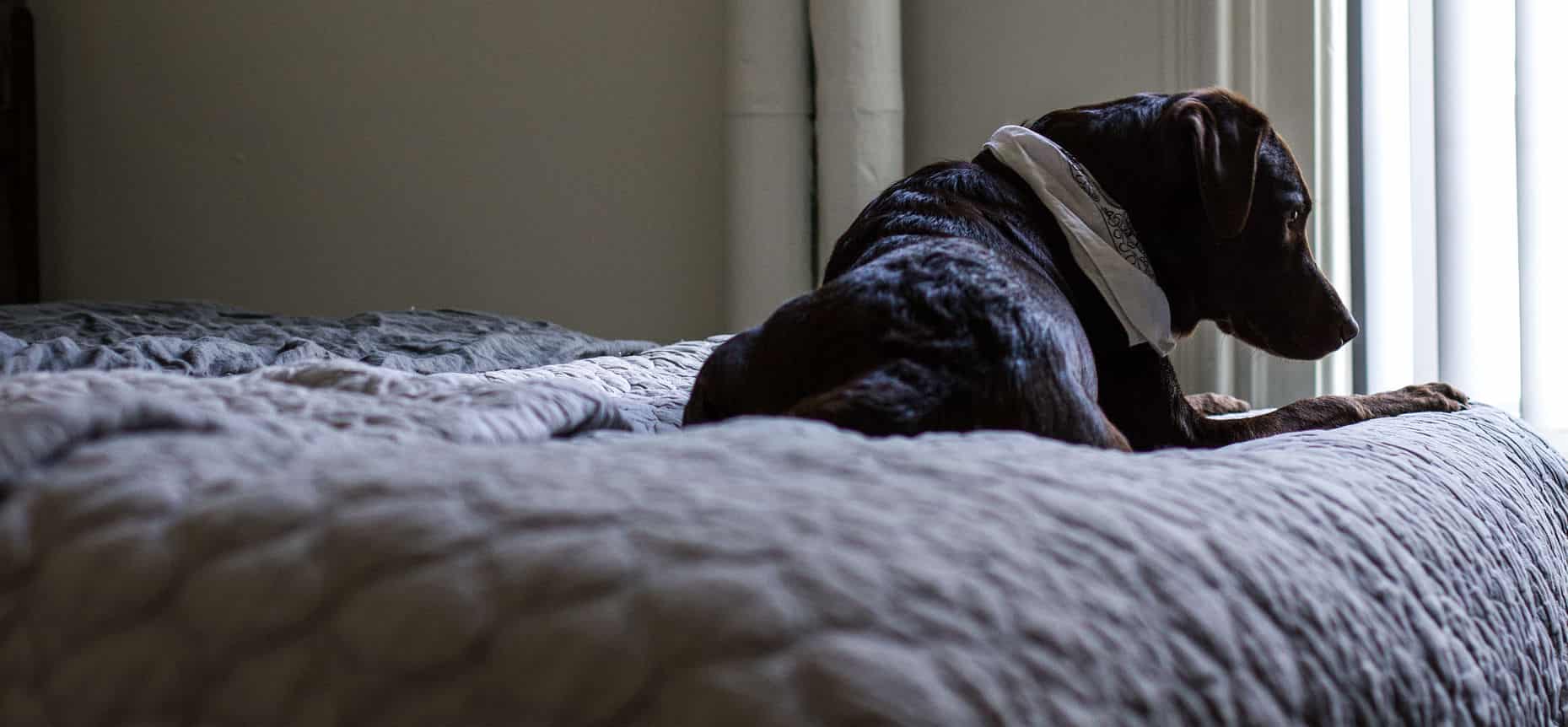 Can I give my dog Benadryl for anxiety?