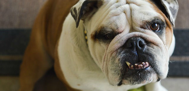 A Bulldog sitting on the floor revealing its underbite with its teeth exposed
