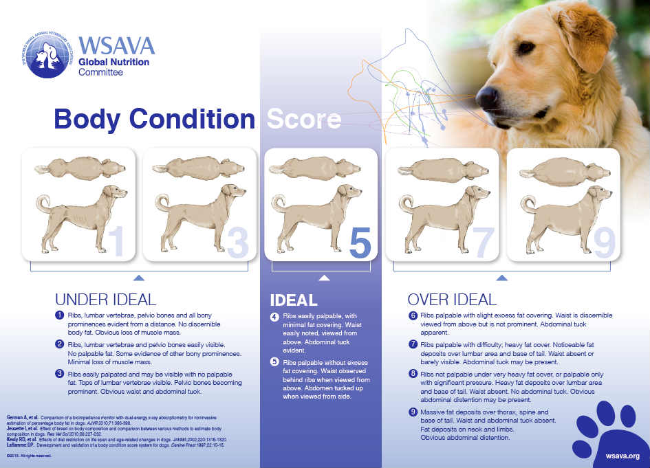 A body condition score for canines