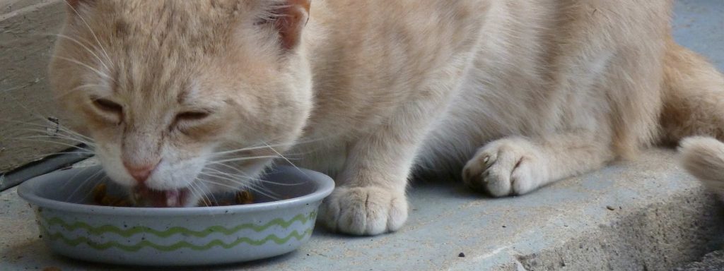 A cat crouched down eating food out of a food bowl