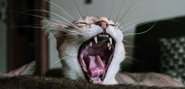 A cat with its mouth wide open exposing its tongue and teeth