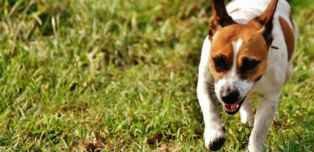 A Jack Russell Terrier running in the grass