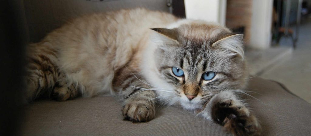 A cat with blue eyes laying on a chair