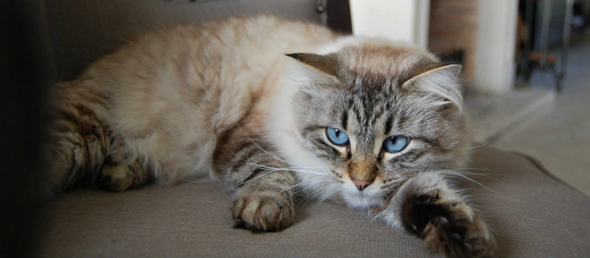 What are some common cat health problems I should be aware of? What are some common cat health problems I should be aware of?