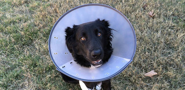 A dog sitting on grass with a cone of shame after being at the vet