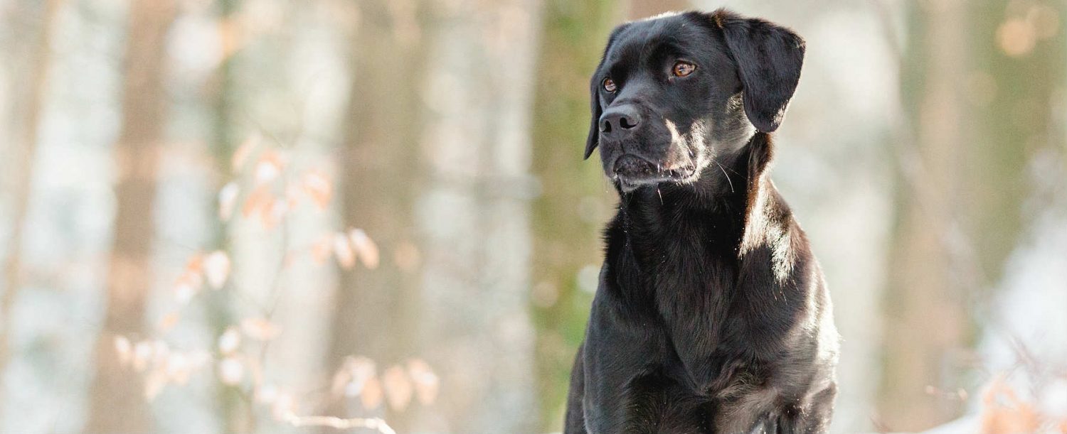 Will a dog knee brace help with the healing process of a cruciate ligament injury? Will a dog knee brace help with the healing process of a cruciate ligament injury?