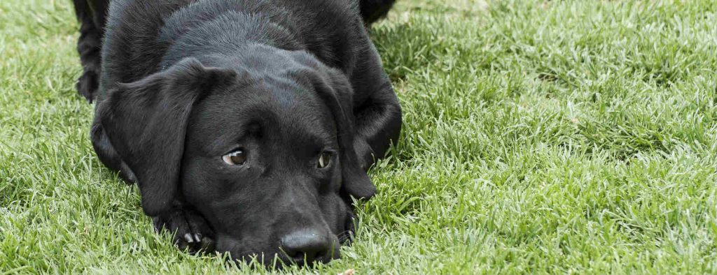 An unvaccinated black Labrador Retriever laying down in the grass