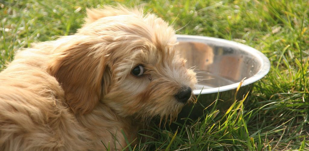 A Tibetan Terrier laying outside on the grass beside its water bowl