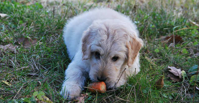 A dog laying on the grass eating a carrot