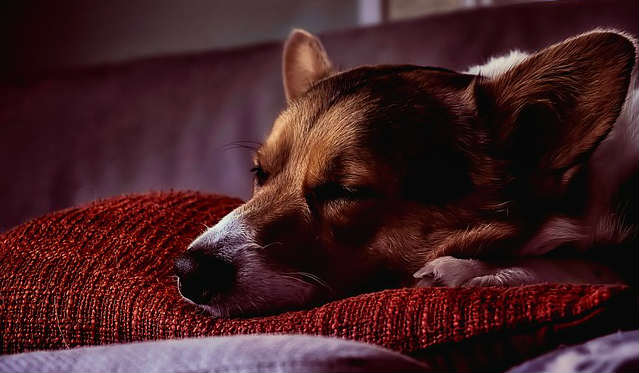 A dog sleeping with their head resting on a red pillow