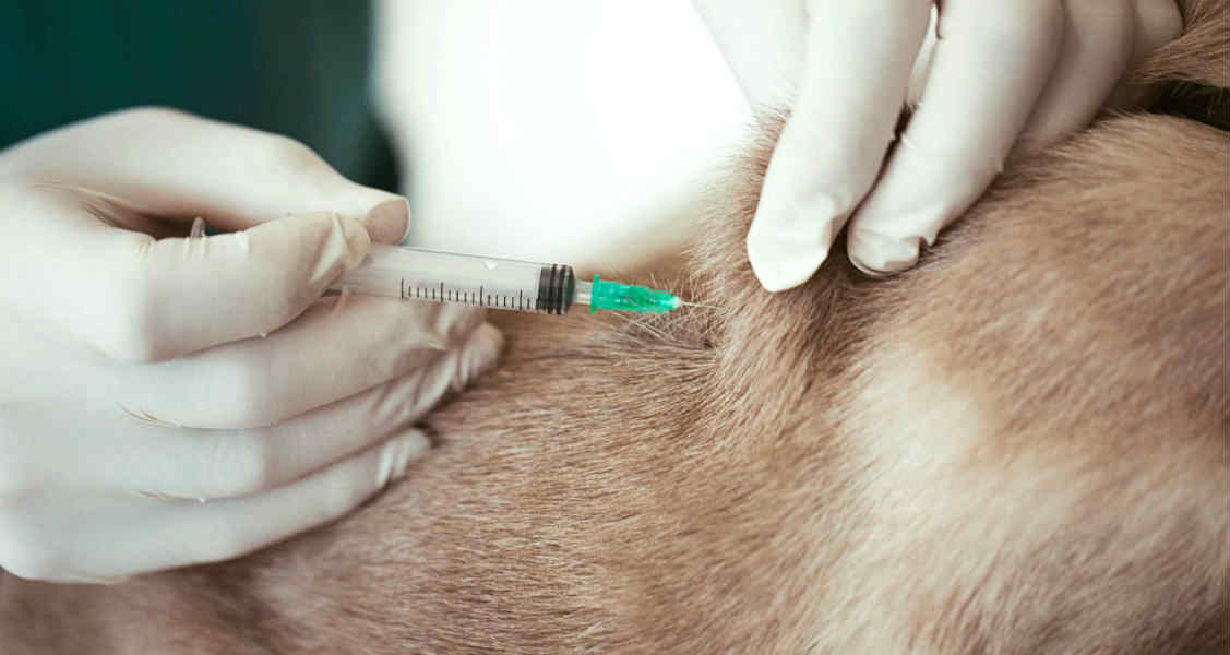 Canine Vaccination Schedule: Core and Non-Core Vaccines