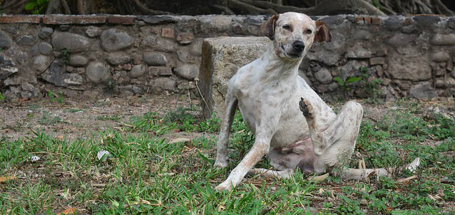 A dog sitting on the grass scratching its skin with its back leg