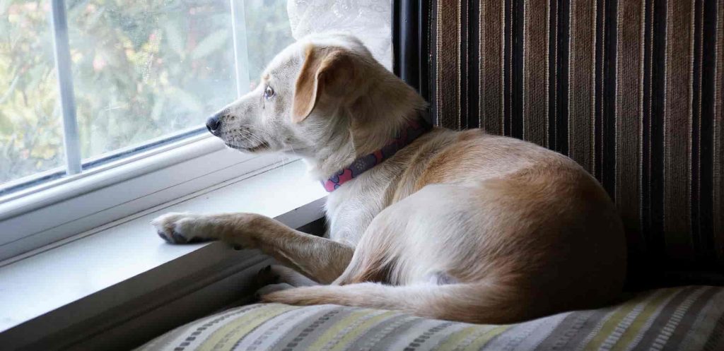 A dog sitting on a chair staring out of a window