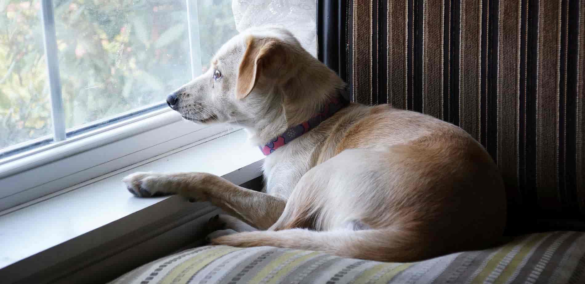 What are some ways of how to eliminate separation anxiety in dogs?