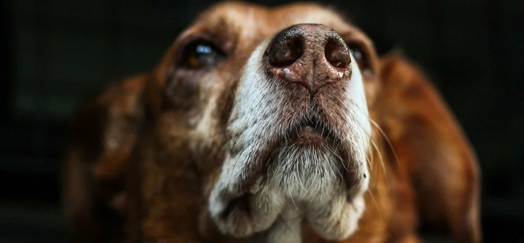 White hair around the snout of a brown dog