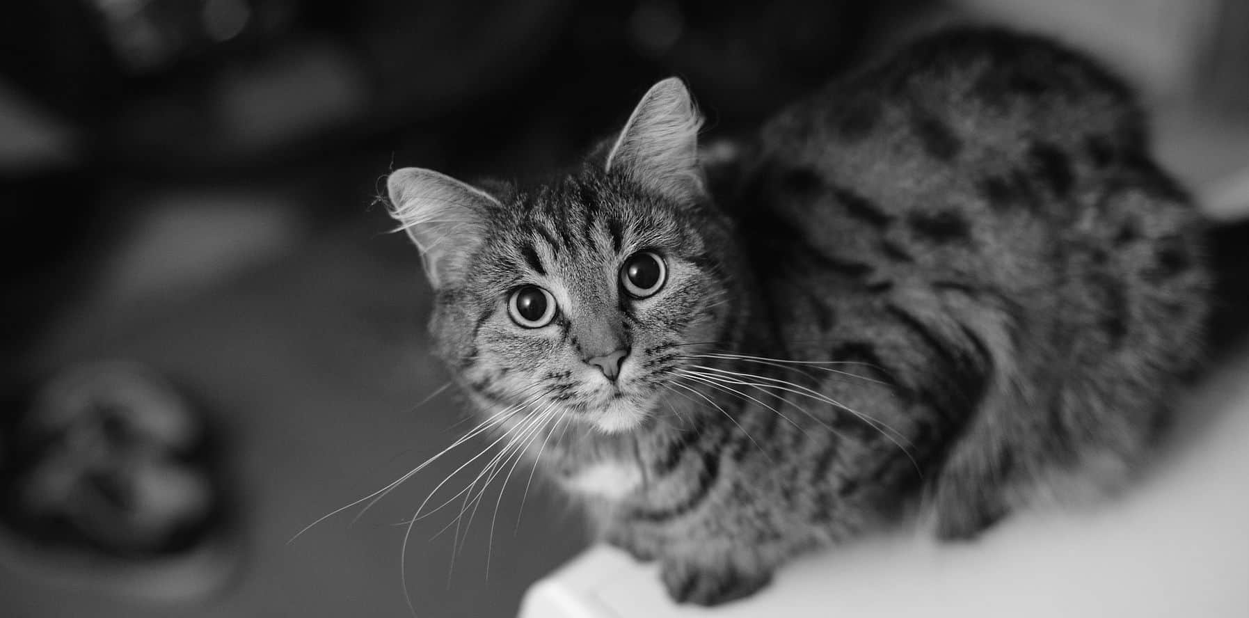 What should I know before adopting an FIV positive cat?