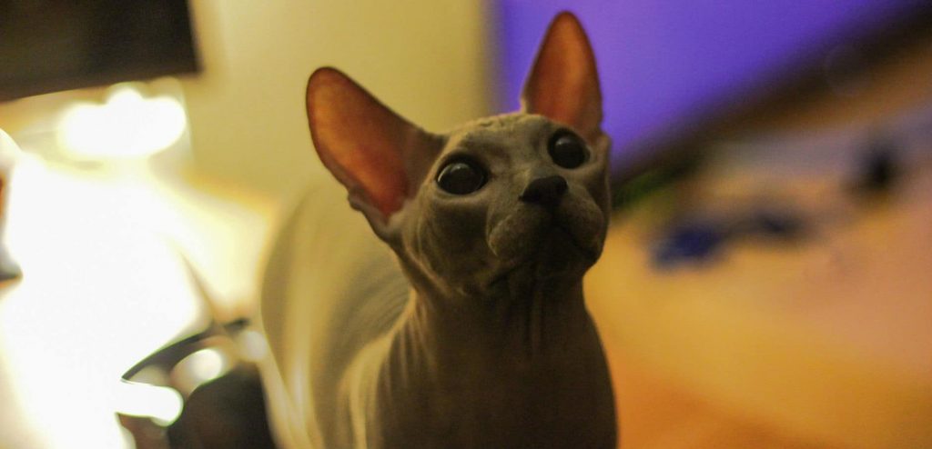 A hairless sphinx cat with exposed skin looking upwards