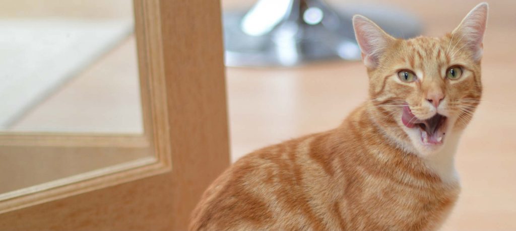 A Tabby cat sitting by the door with its tongue out