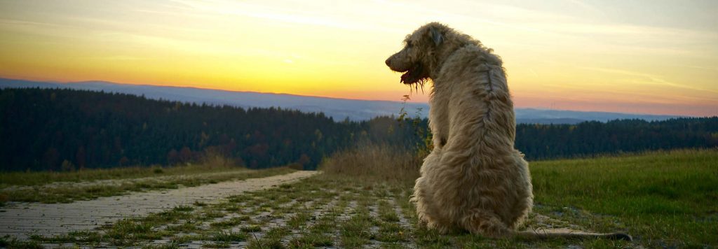 An Irish Wolfhound sitting on a field watching the sunset
