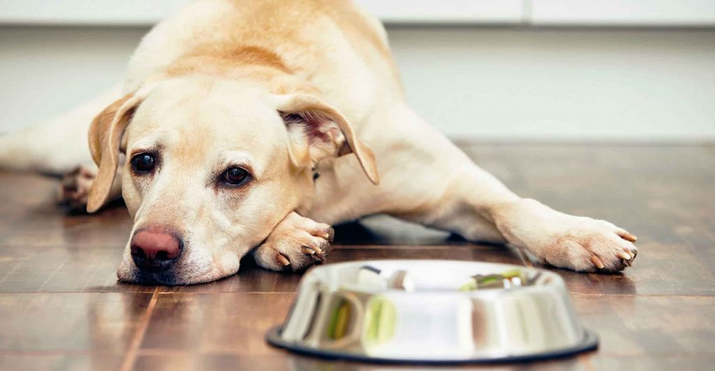 A Labrador Retriever laying behind the dog food bowl on the floor