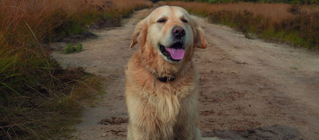 A Golden Retriever that has been vaccinated for leptospirosis is sticking its tongue out while sitting in the middle of a trail