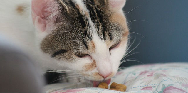 A Mackerel Tabby cat eating dry food off of a blanket