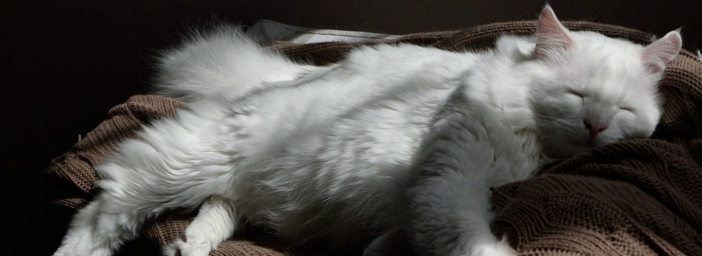 A white cat with arthritis sleeping