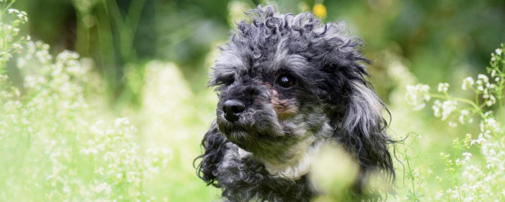 A miniature poodle standing in a field